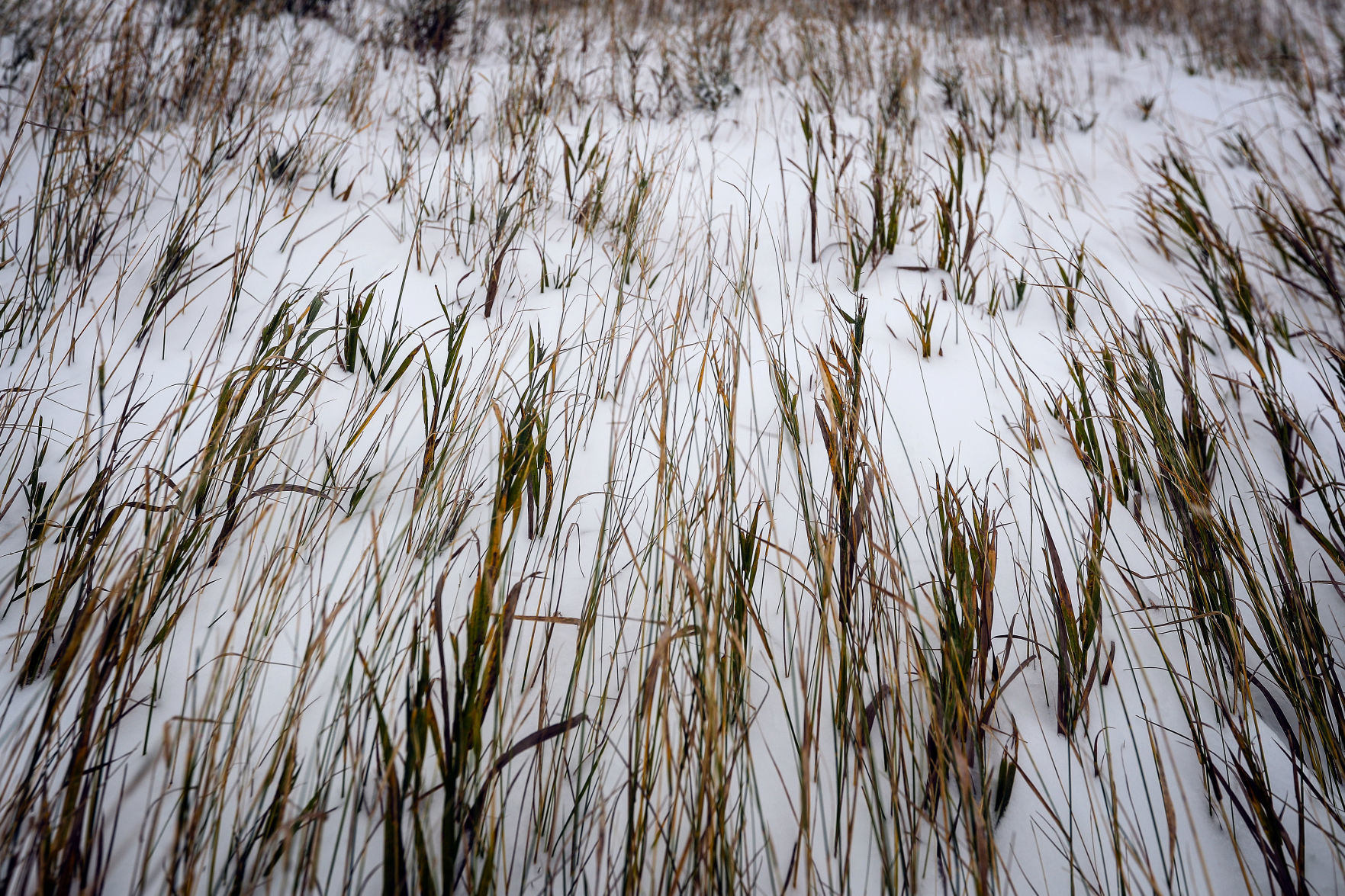 First Snowfall of the Winter